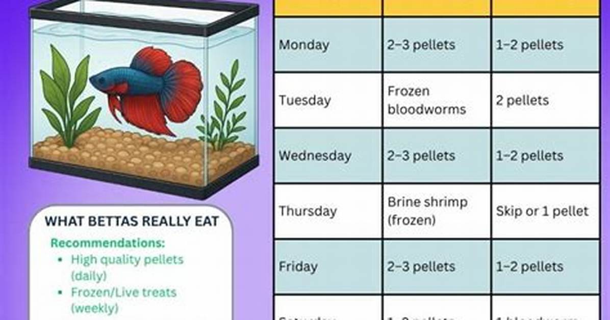 When Should Fish Be Fed?