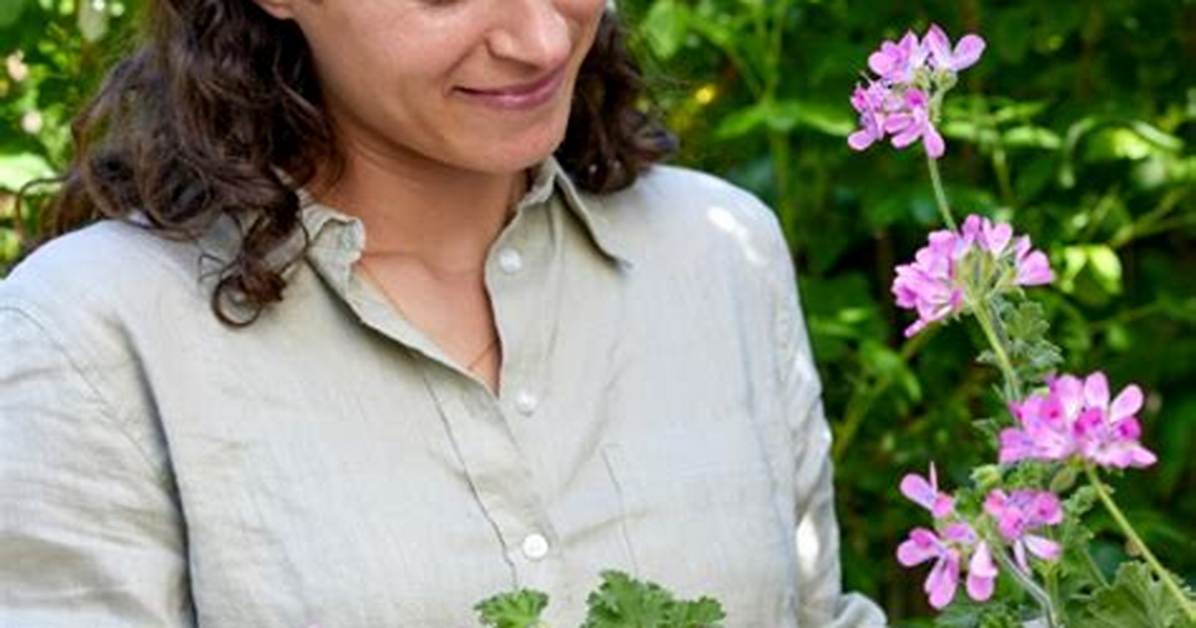 When Should Geraniums Be Pruned?