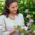 When Should Geraniums Be Pruned?