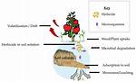 When Should Herbicides Be Applied?