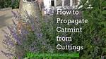 When Should I Prune Catmint
