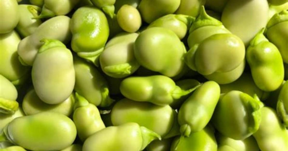 When Should I Start Broad Beans