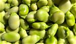 When Should I Start Broad Beans