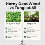When Should I Take Horny Goat Weed