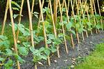 When Should Runner Beans Be Planted?