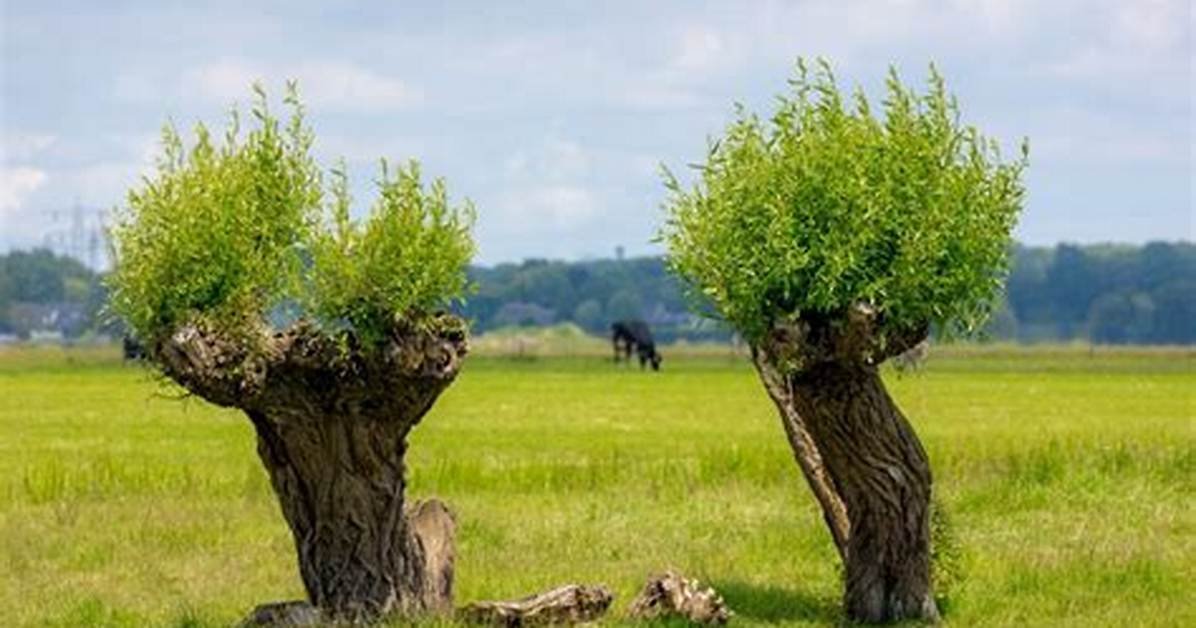 When Should Trees Be Pollarded?