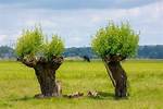 When Should Trees Be Pollarded?