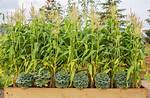 When Should You Spray Corn?