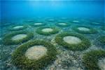 When Something Is Seabed?