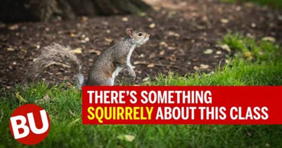 When Something Is Squirrely?