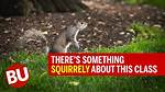 When Something Is Squirrely?