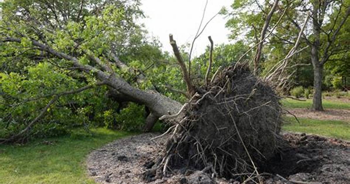 When Something Is Uprooted?