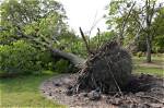When Something Is Uprooted?