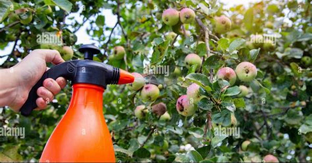 When Spray Apple Trees?