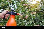 When Spray Apple Trees?