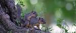 When Squirrels Have Babies?