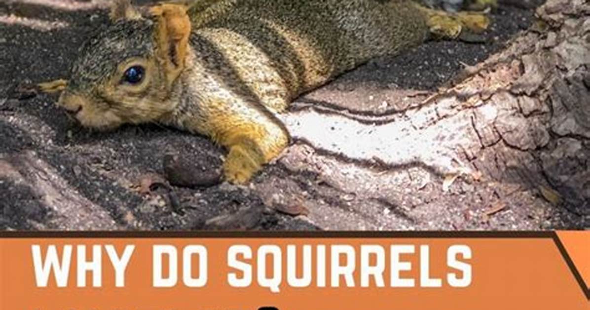 When Squirrels Lay Flat?