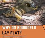 When Squirrels Lay Flat?