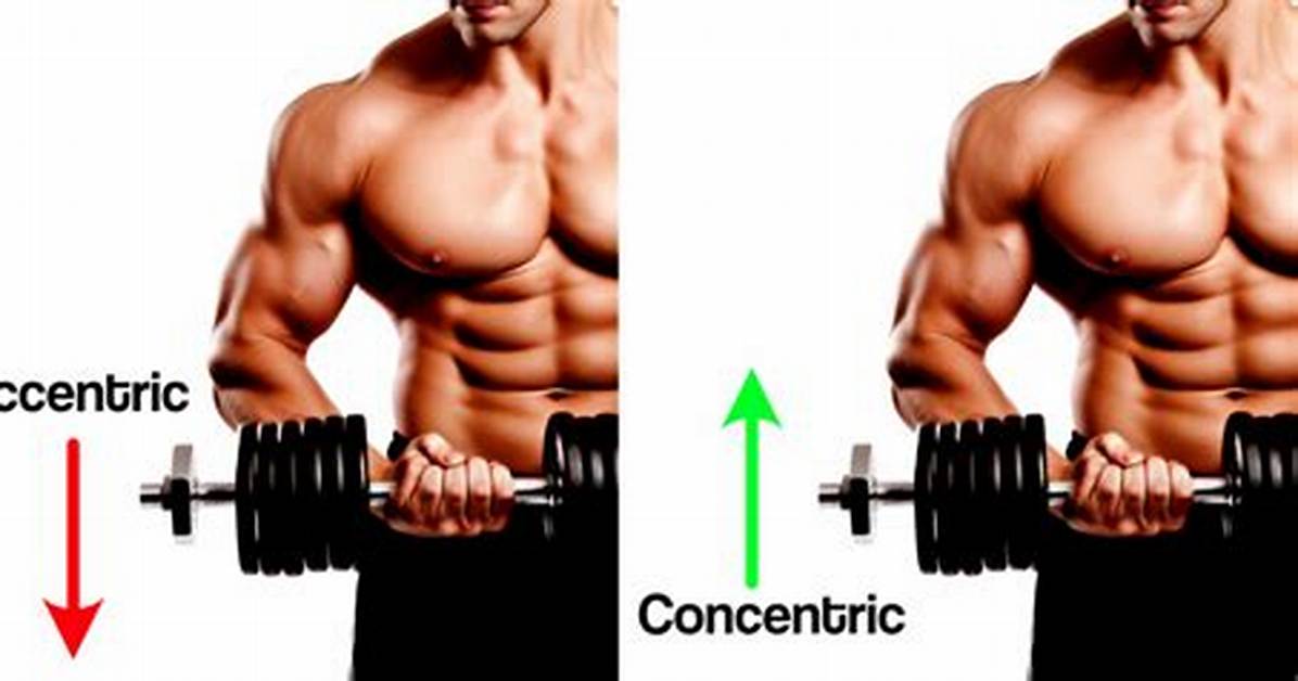 When the Biceps Contract Eccentrically?