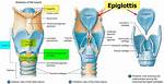 When the Epiglottis Does Not Function Properly?