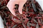 When to Catch Crawfish?