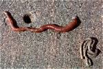 When to Catch Lugworms?