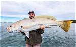 When to Catch Mulloway?