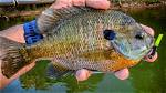 When to Catch Panfish?