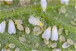 When to Control Whiteflies?