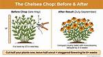 When to Cut Back Helenium?