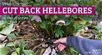 When to Cut Back Hellebores?