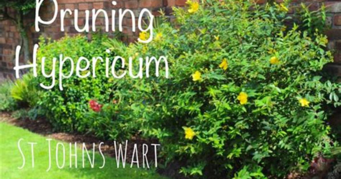 When to Cut Back Hypericum?
