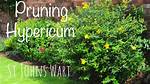 When to Cut Back Hypericum?