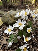 When to Dig Bloodroot?