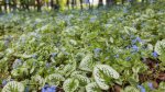 When to Divide Brunnera?