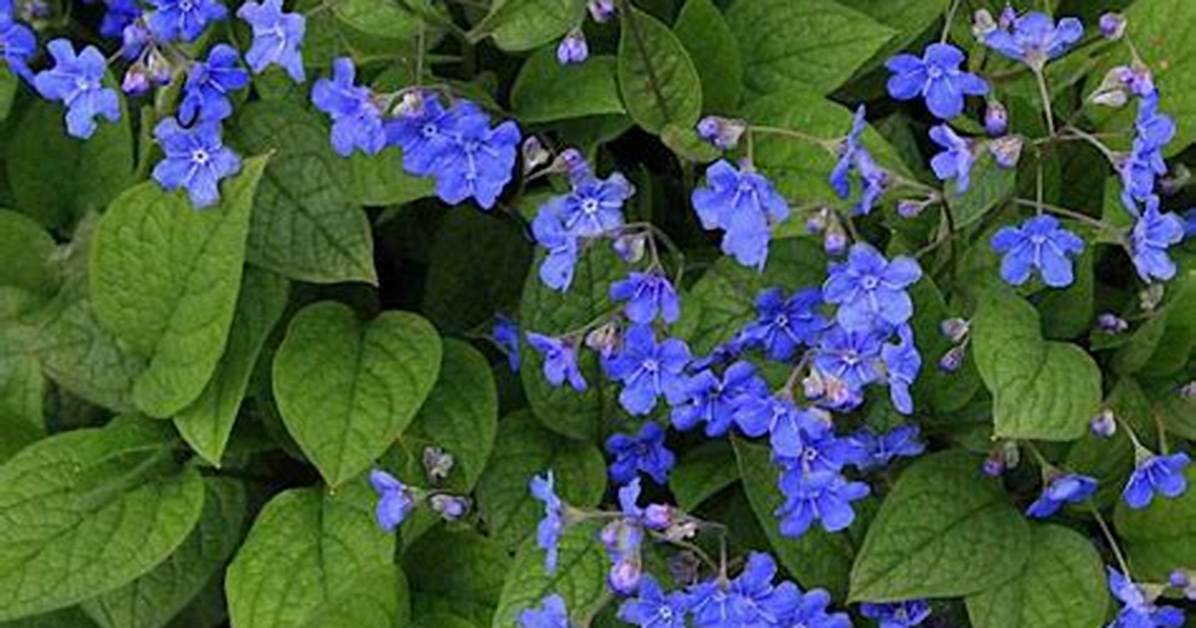 When to Divide Omphalodes?