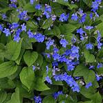 When to Divide Omphalodes?