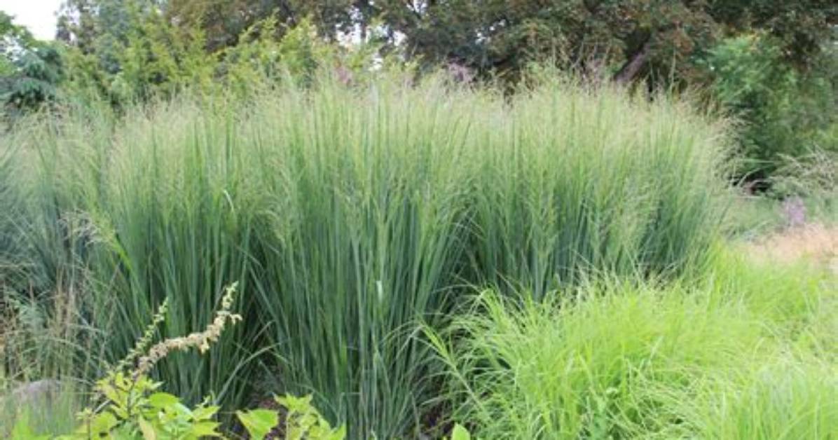 When to Divide Panicum?
