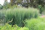 When to Divide Panicum?