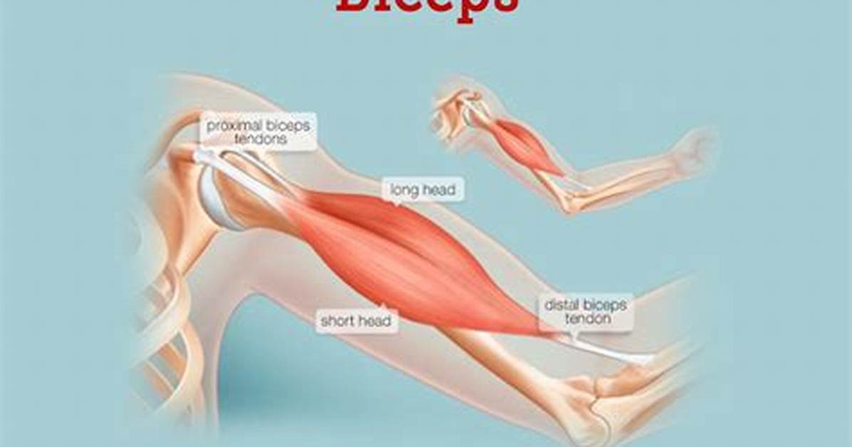 When to Do Biceps?