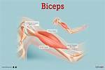 When to Do Biceps?