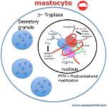 When to Draw Tryptase?