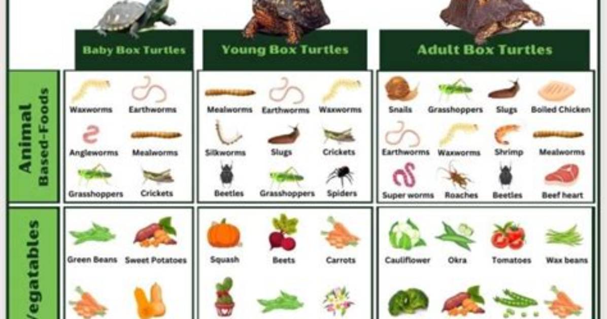 When to Feed Turtles?