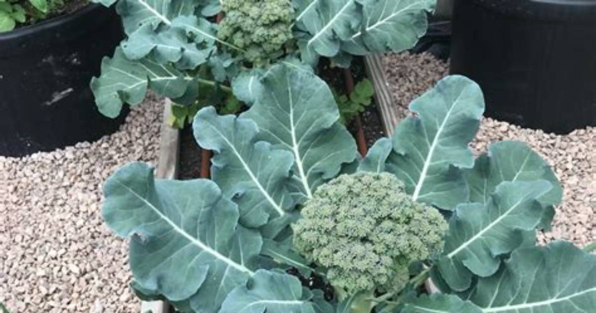 When to Grow Broccoli?
