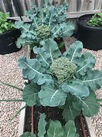 When to Grow Broccoli?