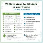 When to Kill Ants?