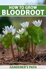 When to Move Bloodroot?