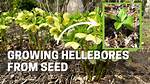 When to Move Hellebores?