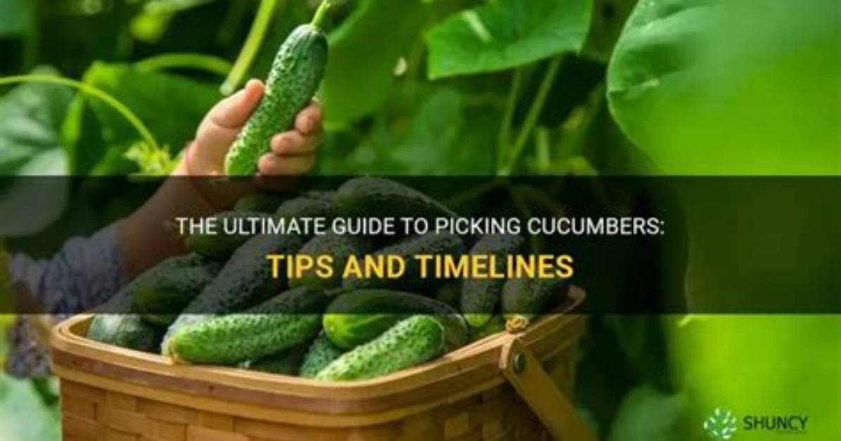 When to Pick Cucumbers?
