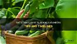 When to Pick Cucumbers?